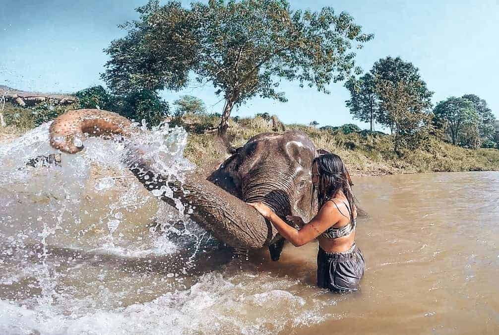 chiang mai elefante